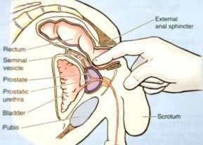 ǰ��������