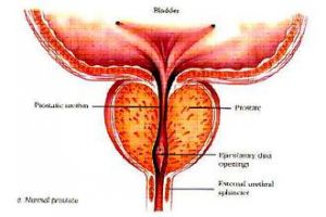 ǰ������