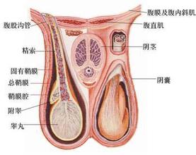 附睾炎