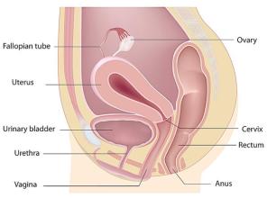 ����ϵ��Ⱦ