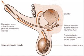 ��й����